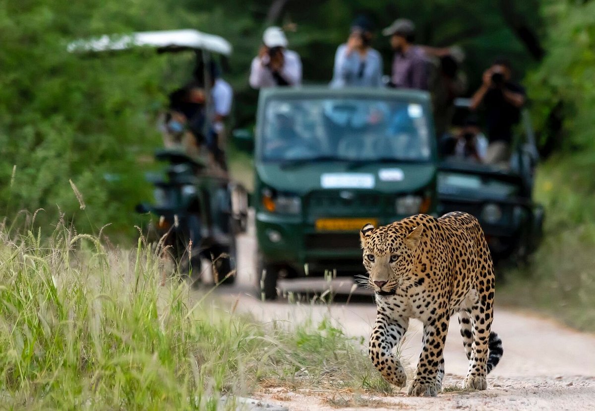 An open safari jeep tracking wildlife through the forest at Jhalana