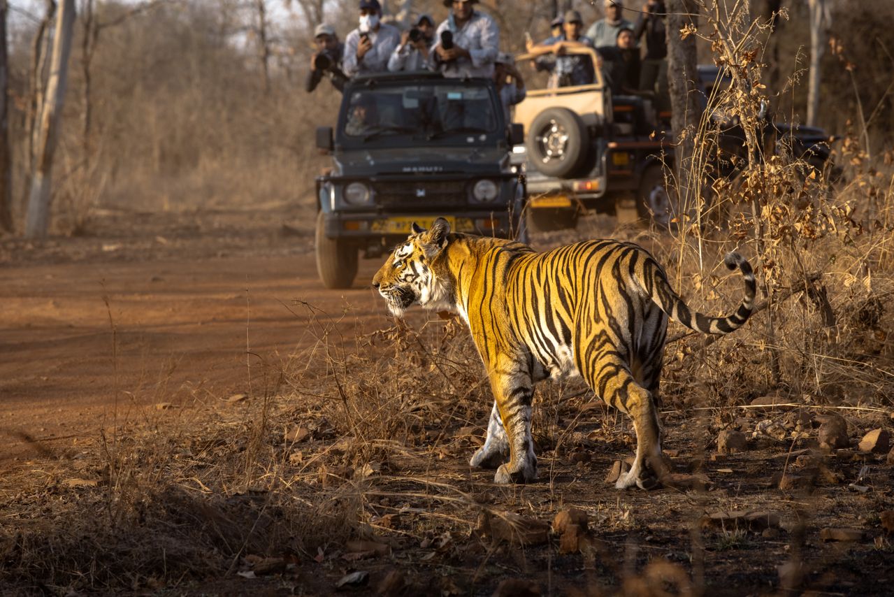 Tiger in Ranthambore National Park