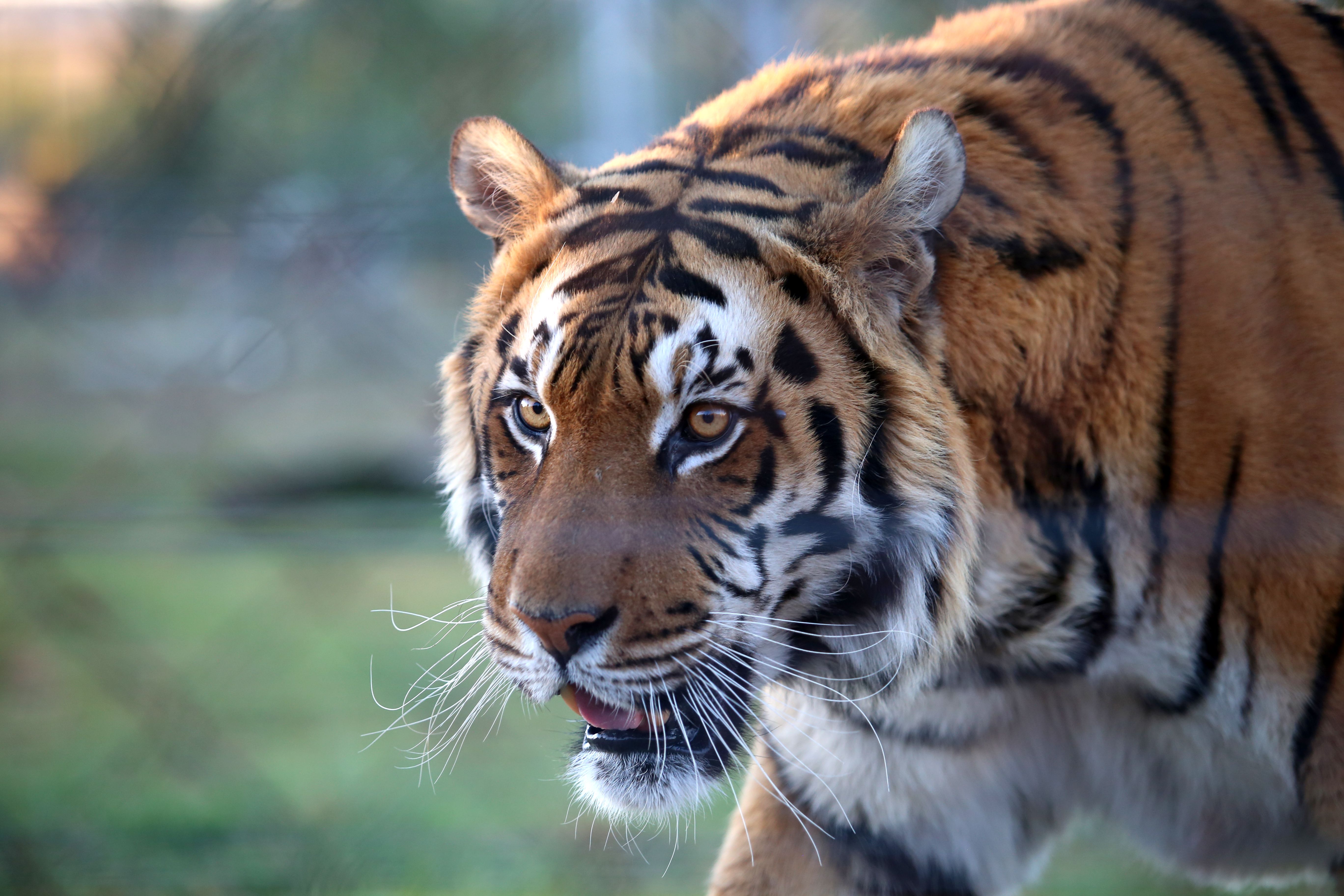Tiger in Ranthambore National Park